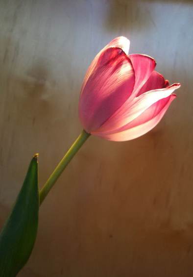 Tulip Nico