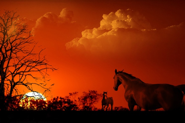 horses in red sunset